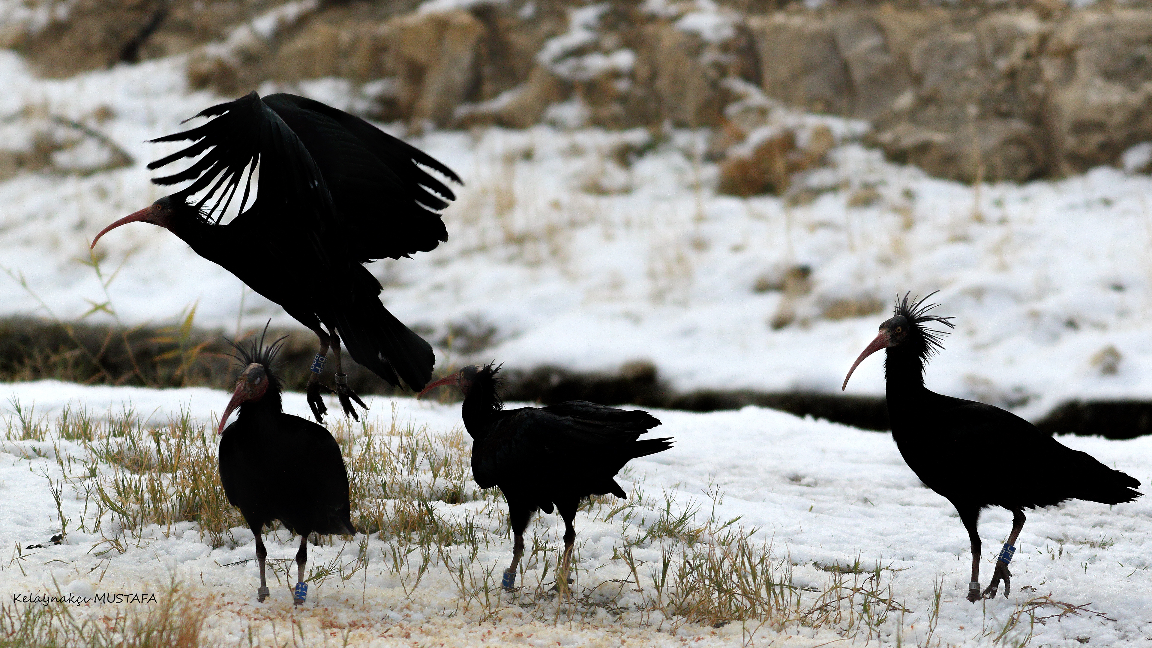 Northern Bald Ibis